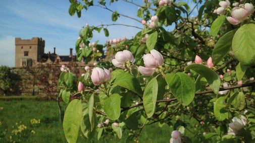 A picture of a branch bearing baby pink blossom in the orchard at Oxburgh Estate